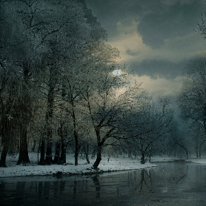 winter in the forest